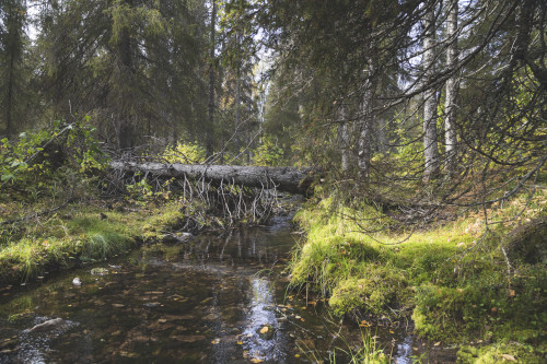 Puhdas vesi ja ilma kuva Kittilän kunta Timo Veijalainen