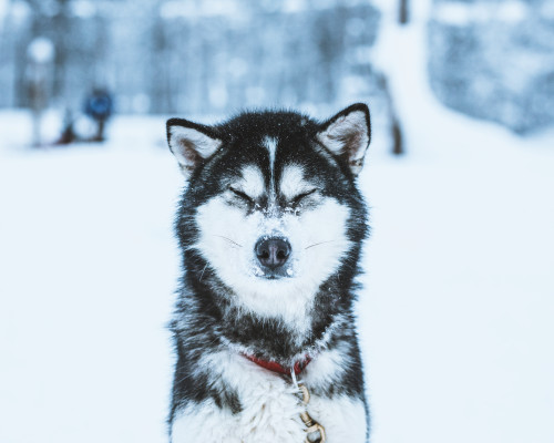 husky koira silmat kiinni kittilan kunta kuva marko vasara print