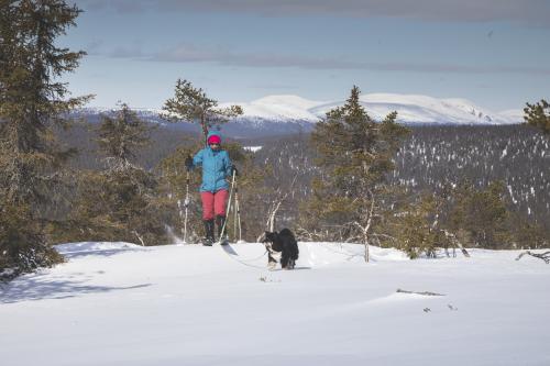 Ihminen ja koira, Pallas tunturi, Kittilä