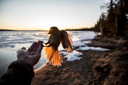 Kuukkeli, Kittilä toukokuu 2016Siberian jay, Kittilä Finland may 2016