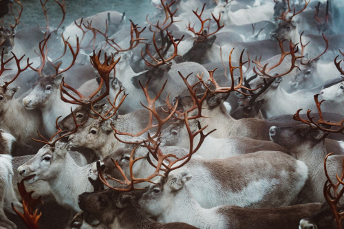 porotokka kittilan kunta kuva marko vasara print