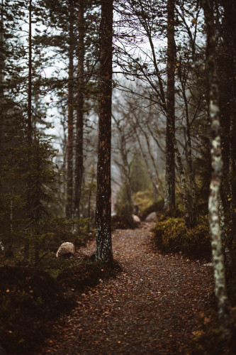 sorastettu polku metsassa kittilan kunta kuva marko vasara print