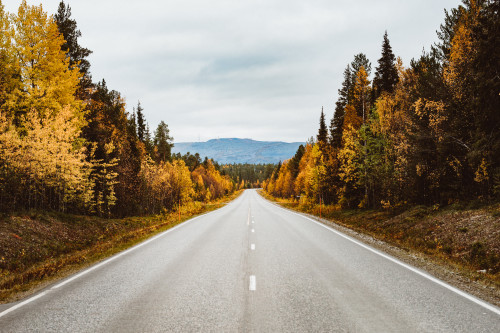 tie ruska puut kittilan kunta kuva marko vasara print