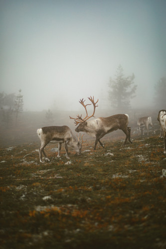 kaksi poroa sumuisella tunturinrinteella kittilan kunta kuva marko vasara web