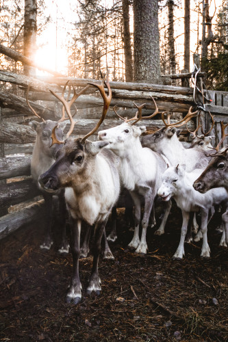 porot aidassa kittilan kunta kuva marko vasara web