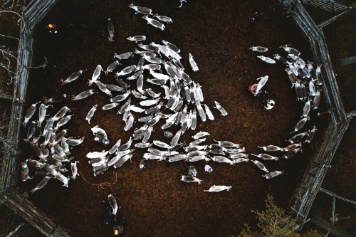 porot aidassa ylhaaltapain kittilan kunta kuva marko vasara web